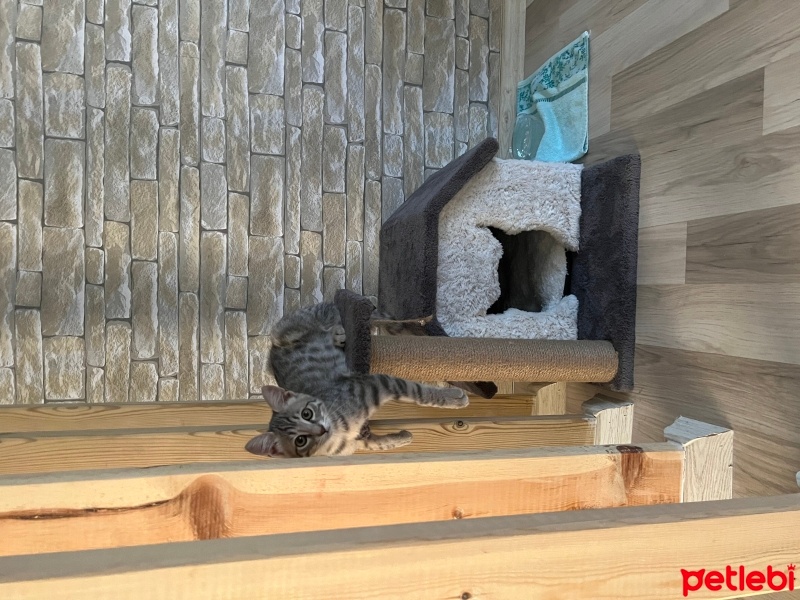 Tekir Kedi, Kedi  Mia fotoğrafı