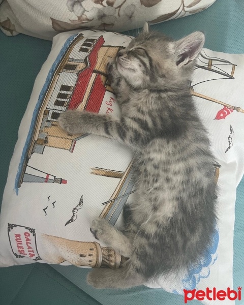 Tekir Kedi, Kedi  Mia fotoğrafı