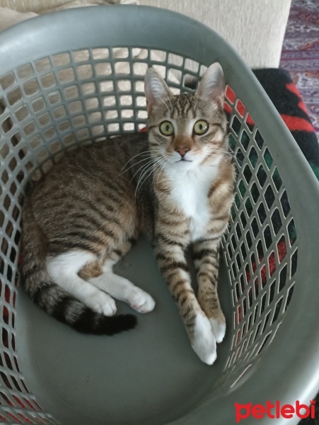 Tekir Kedi, Kedi  Yumak fotoğrafı