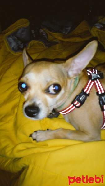 Chihuahua, Köpek  cımbız fotoğrafı