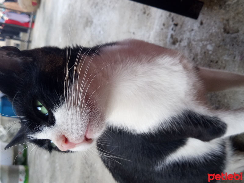 Tekir Kedi, Kedi  hatice fotoğrafı