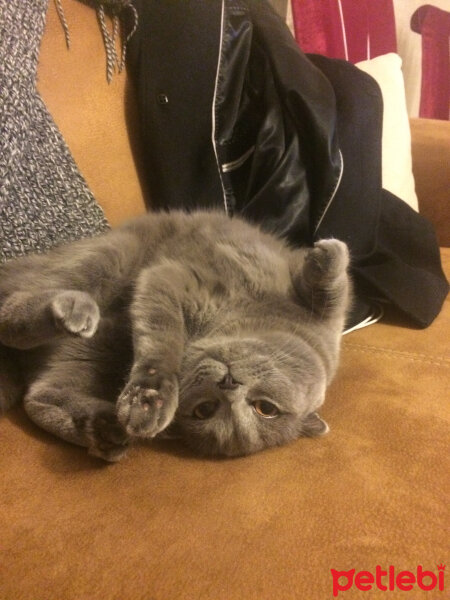 Scottish Fold, Kedi  Mocha fotoğrafı