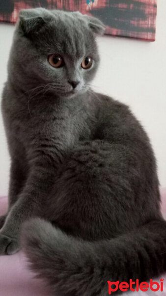 Scottish Fold, Kedi  Mocha fotoğrafı