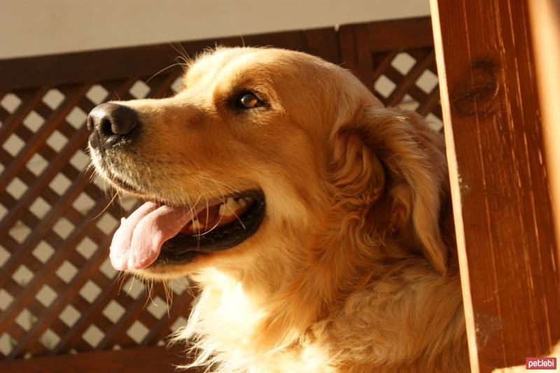 Golden Retriever, Köpek  zarif fotoğrafı