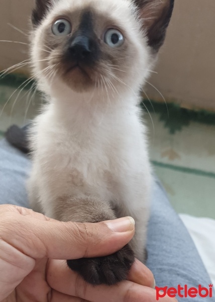 Siyam Kedisi, Kedi  Mavi fotoğrafı