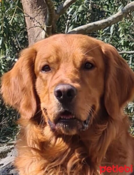 Golden Retriever, Köpek  Luke fotoğrafı