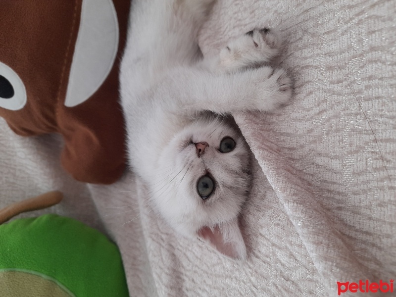 British Shorthair, Kedi  Chen fotoğrafı