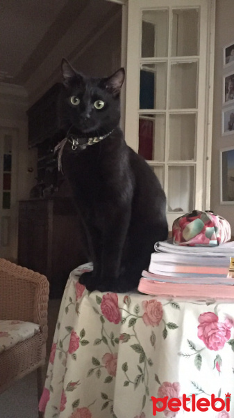 Tekir Kedi, Kedi  Rocky fotoğrafı