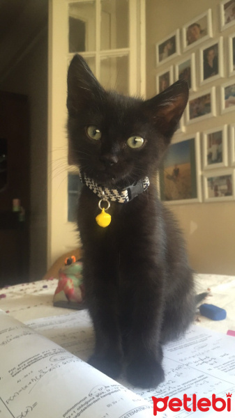 Tekir Kedi, Kedi  Rocky fotoğrafı