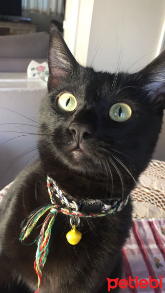 Tekir Kedi, Kedi  Rocky fotoğrafı