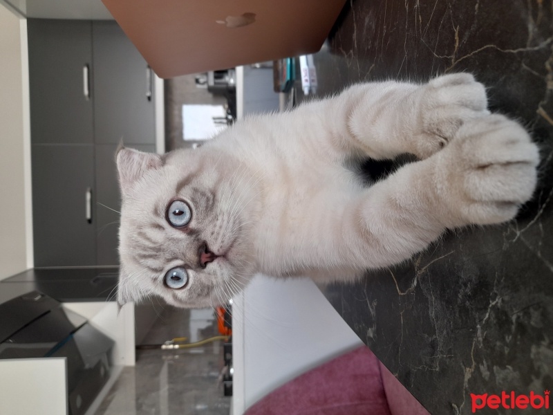 Scottish Fold, Kedi  Cakir fotoğrafı