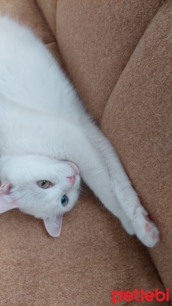 Van Kedisi, Kedi  Prenses fotoğrafı