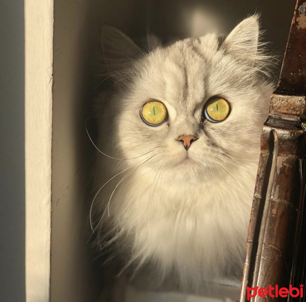 British Shorthair, Kedi  Yumak fotoğrafı
