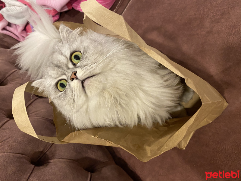 British Shorthair, Kedi  Yumak fotoğrafı