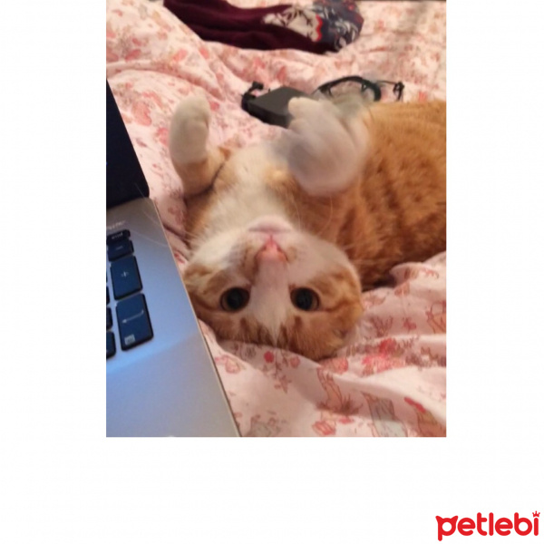 Tekir Kedi, Kedi  Misi fotoğrafı