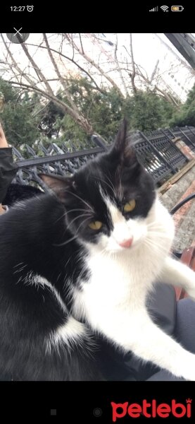 Tuxedo (Smokin) Kedi, Kedi  Mırmır fotoğrafı