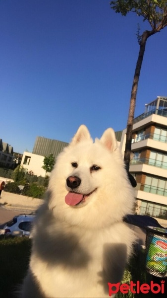 Samoyed, Köpek  Bulut fotoğrafı