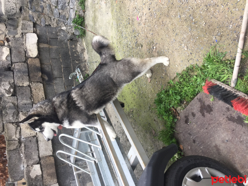 Sibirya Kurdu (Husky), Köpek  Rex fotoğrafı
