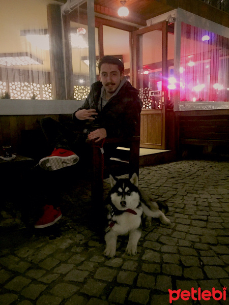 Sibirya Kurdu (Husky), Köpek  Rex fotoğrafı
