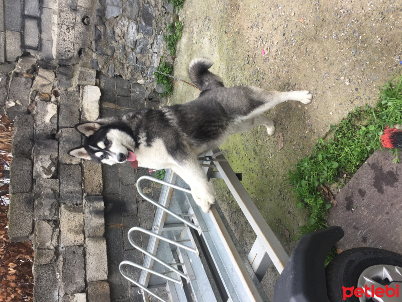 Sibirya Kurdu (Husky), Köpek  Rex fotoğrafı