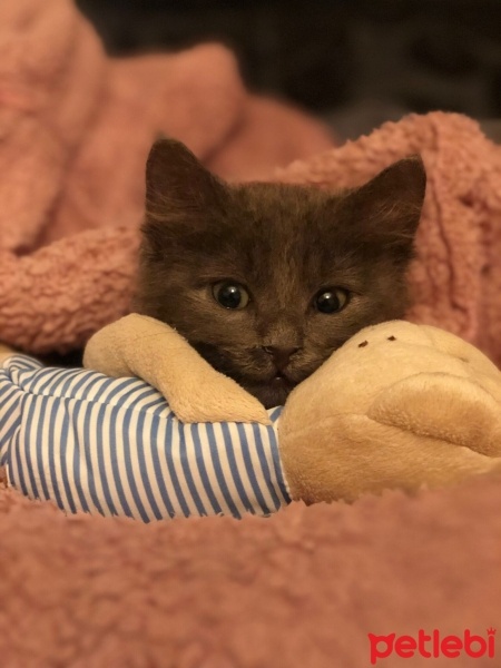 Mavi Rus, Kedi  Asuman fotoğrafı