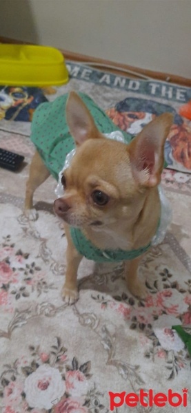 Chihuahua, Köpek  TİNA fotoğrafı