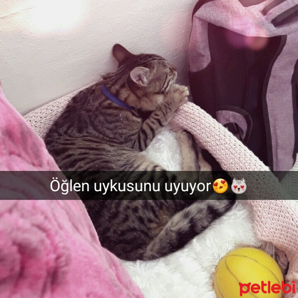 Egyptian Maular, Kedi  Minnoş fotoğrafı