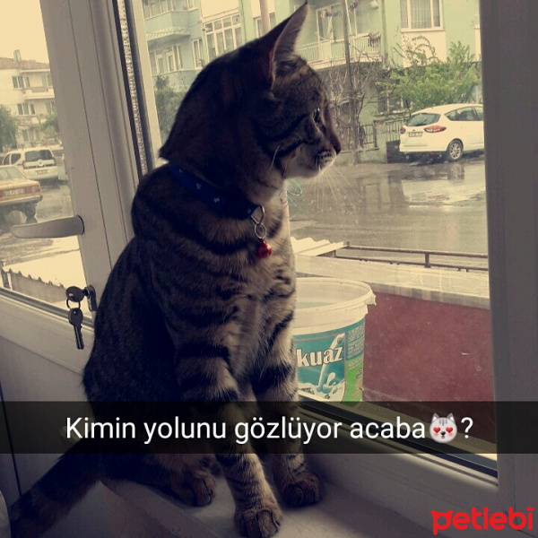 Egyptian Maular, Kedi  Minnoş fotoğrafı