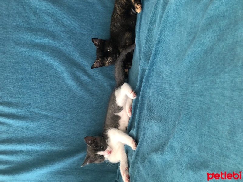 Tekir Kedi, Kedi  Boncuk fotoğrafı