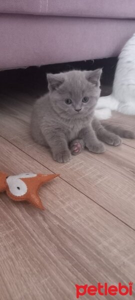 British Shorthair, Kedi  Leo fotoğrafı