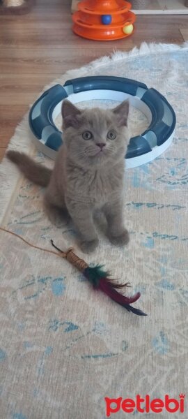 British Shorthair, Kedi  Leo fotoğrafı