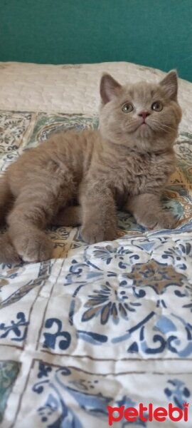 British Shorthair, Kedi  Leo fotoğrafı