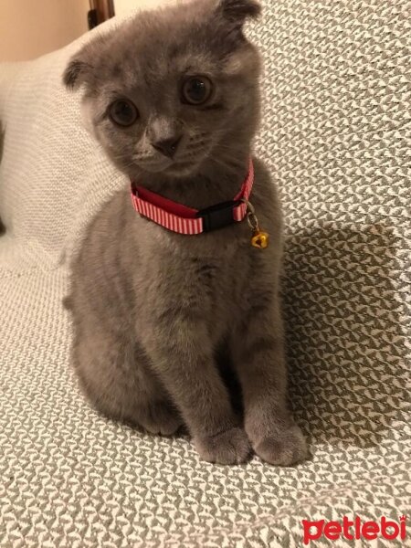 Scottish Fold, Kedi  miya fotoğrafı