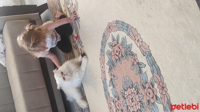 Chinchilla, Kedi  Sütlaç fotoğrafı