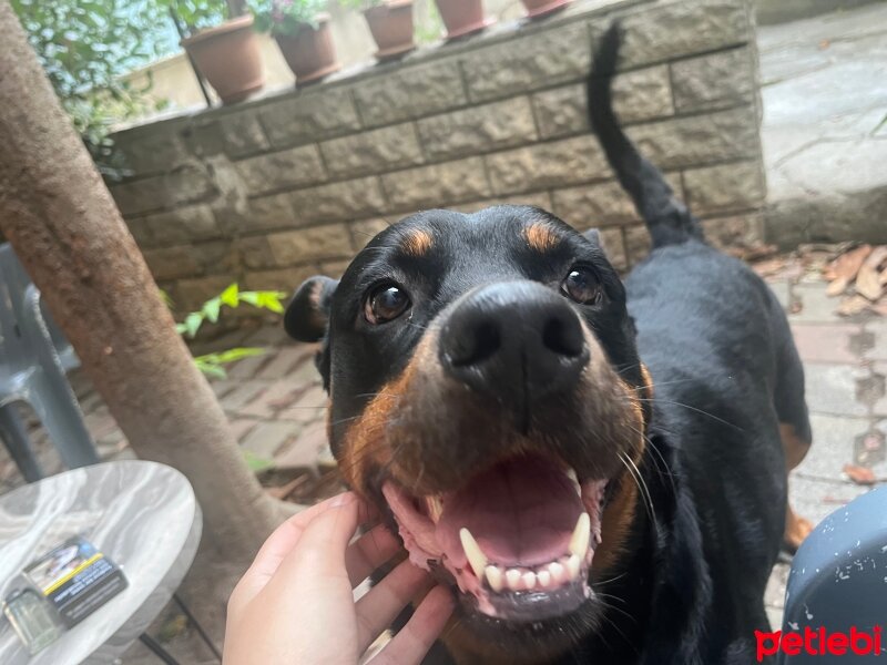 Rottweiler, Köpek  Reina fotoğrafı