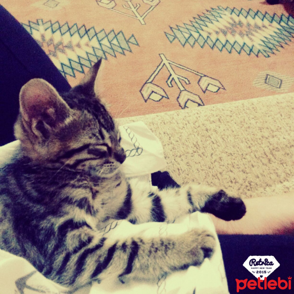 Egyptian Maular, Kedi  Minnoş fotoğrafı
