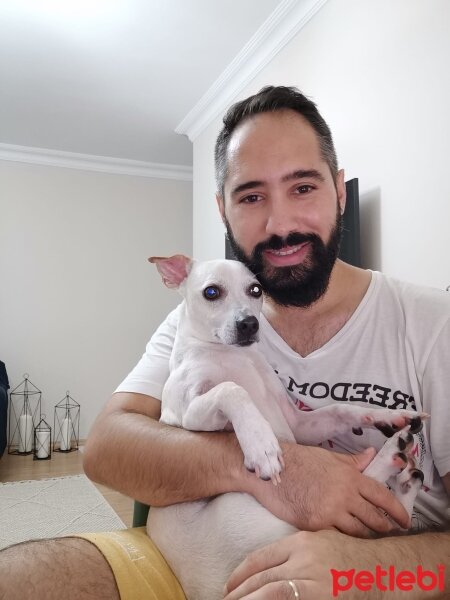 Jack Russell Terrier, Köpek  odi fotoğrafı