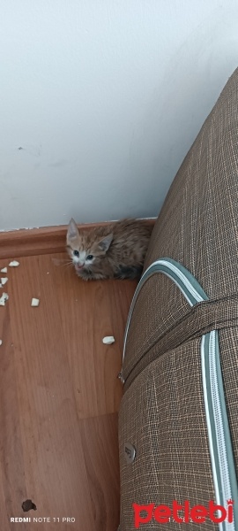 Van Kedisi, Kedi  Pamuk fotoğrafı