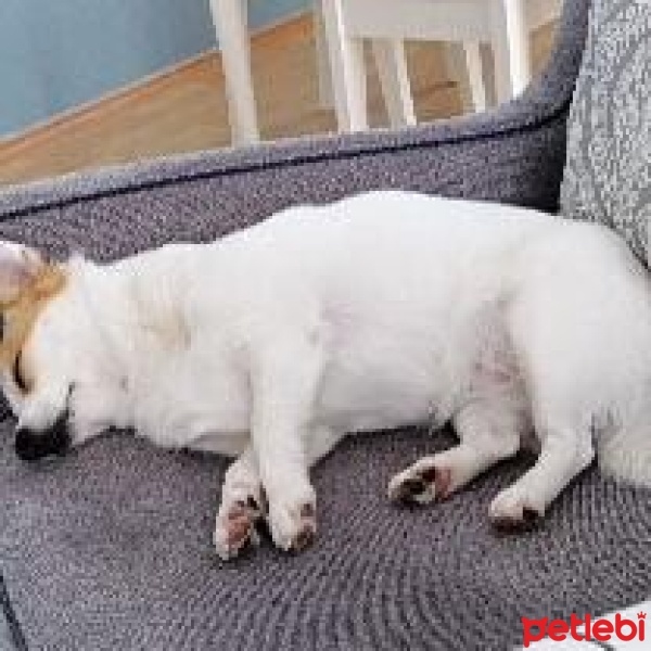 Pomeranyalı, Köpek  Angel fotoğrafı