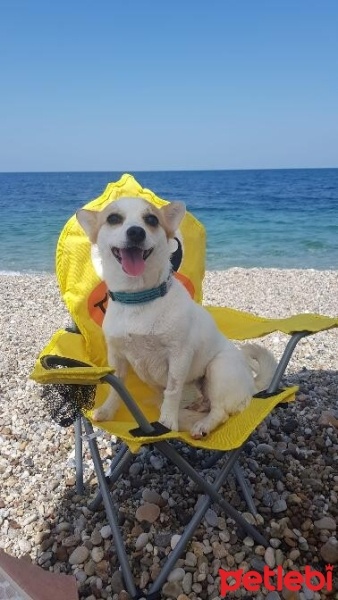 Pomeranyalı, Köpek  Angel fotoğrafı
