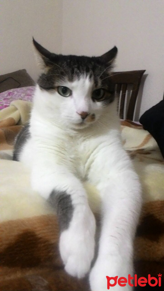 Tekir Kedi, Kedi  Minnoş fotoğrafı