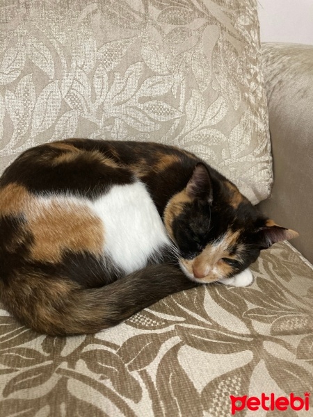Tekir Kedi, Kedi  Gülbeşeker fotoğrafı