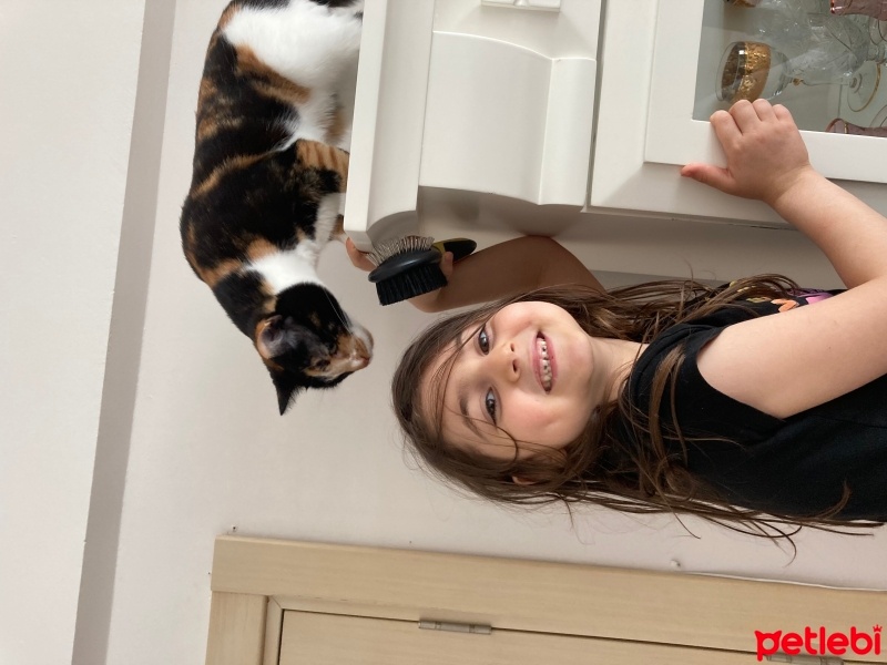 Tekir Kedi, Kedi  Gülbeşeker fotoğrafı