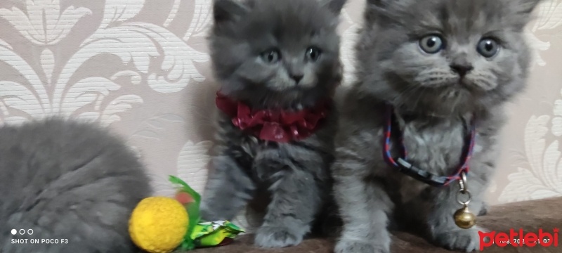 British Shorthair, Kedi  Venüs ve Mars fotoğrafı