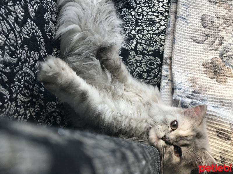 Chinchilla, Kedi  müezza fotoğrafı