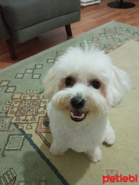 Maltese, Köpek  oscar fotoğrafı