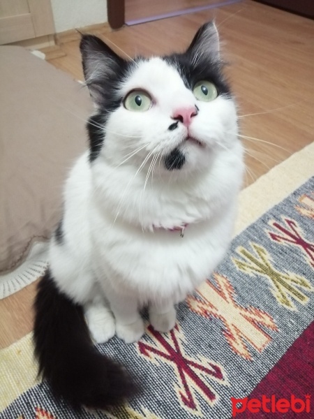 Ragdoll, Kedi  Gümüş fotoğrafı