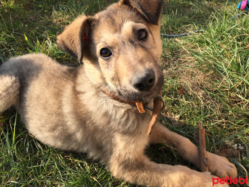 Sokö (Sokak Köpeği), Köpek  Pako fotoğrafı