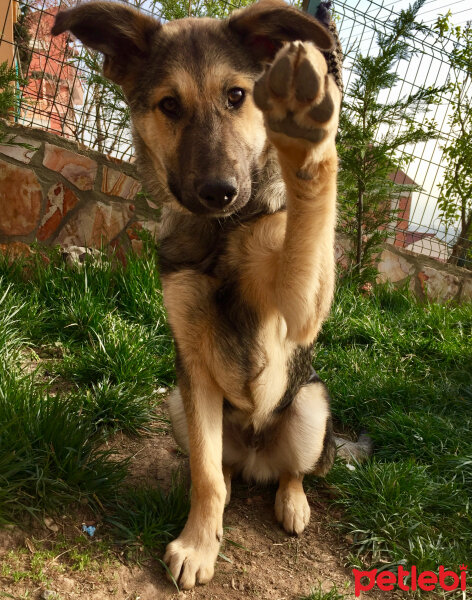 Sokö (Sokak Köpeği), Köpek  Pako fotoğrafı