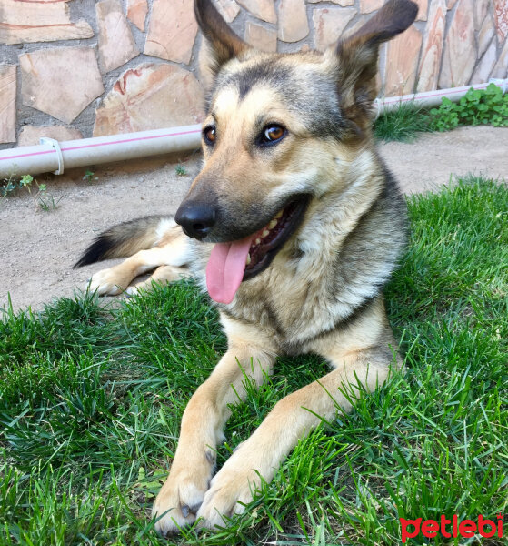 Sokö (Sokak Köpeği), Köpek  Pako fotoğrafı